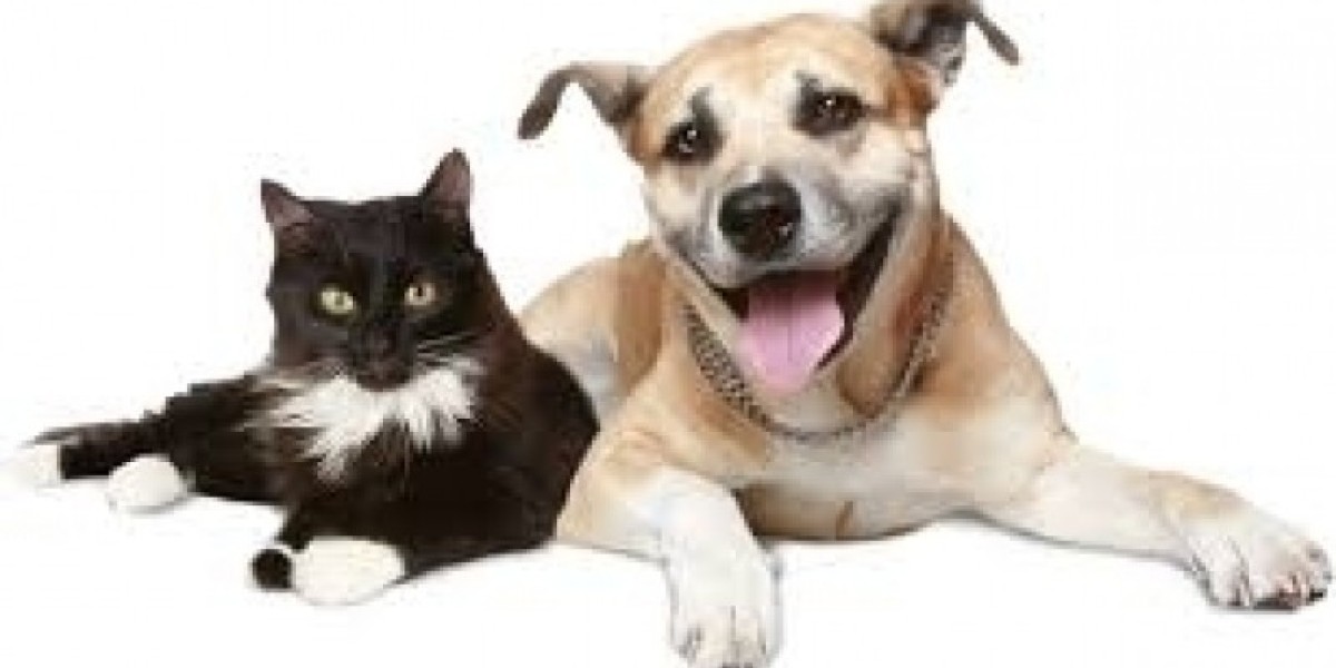 What You Need to Know About Dog Fecal Tests and Collecting Samples