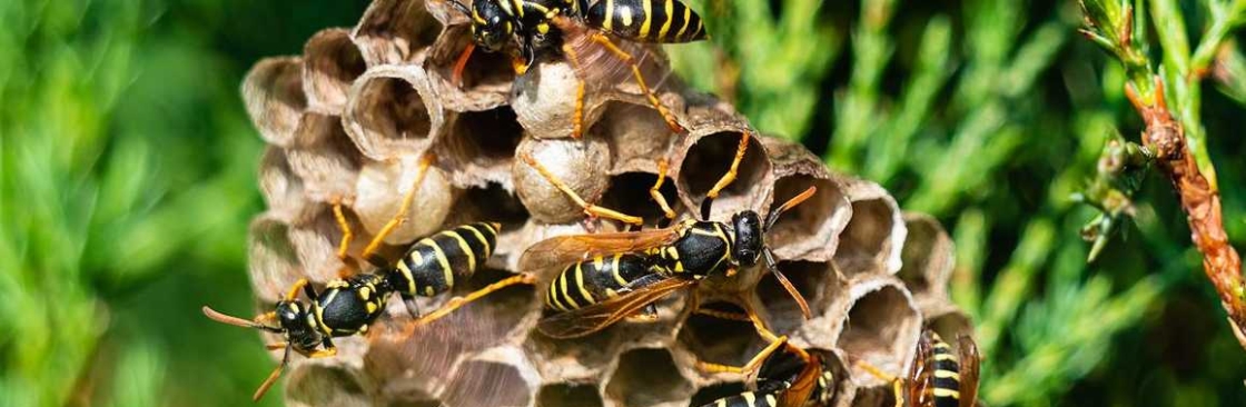 Wasp Control Melbourne Cover Image