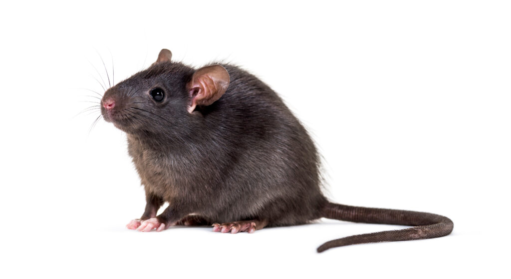 Rat Removal Melbourne, Mouse & Rodent Control Melbourne