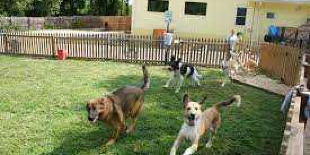 Best dog daycare in al quoz area in Dubai