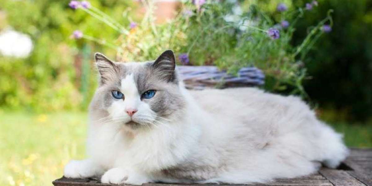 Cat Breeds for People with Allergies – Guide |2022