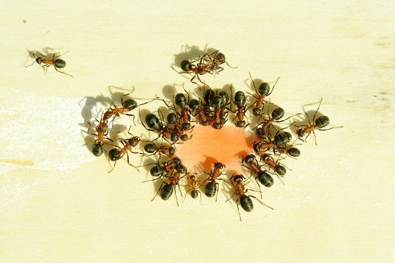 Effective & Affordable Ant Control in Melbourne - Ant Pest Control Melbourne