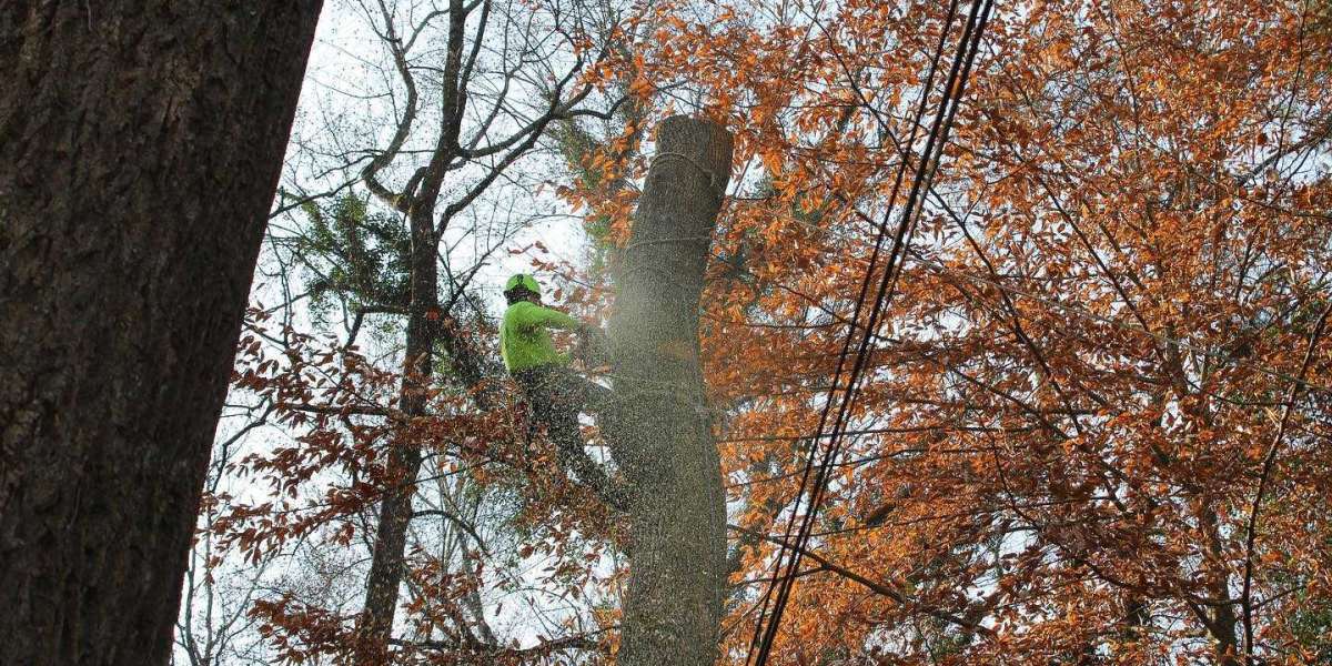 Why You Might Need Emergency Tree Removal Services?