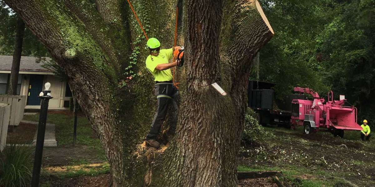 What Service Could You Possibly Need After Tree Removal?