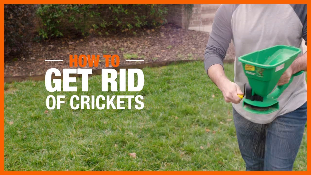 How To Get Rid of Crickets |Cricket Exterminator