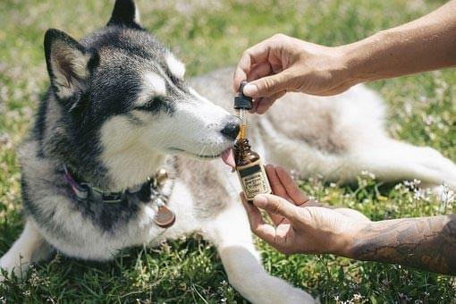 Top 5 Factors to Consider When Buying CBD for Pets
