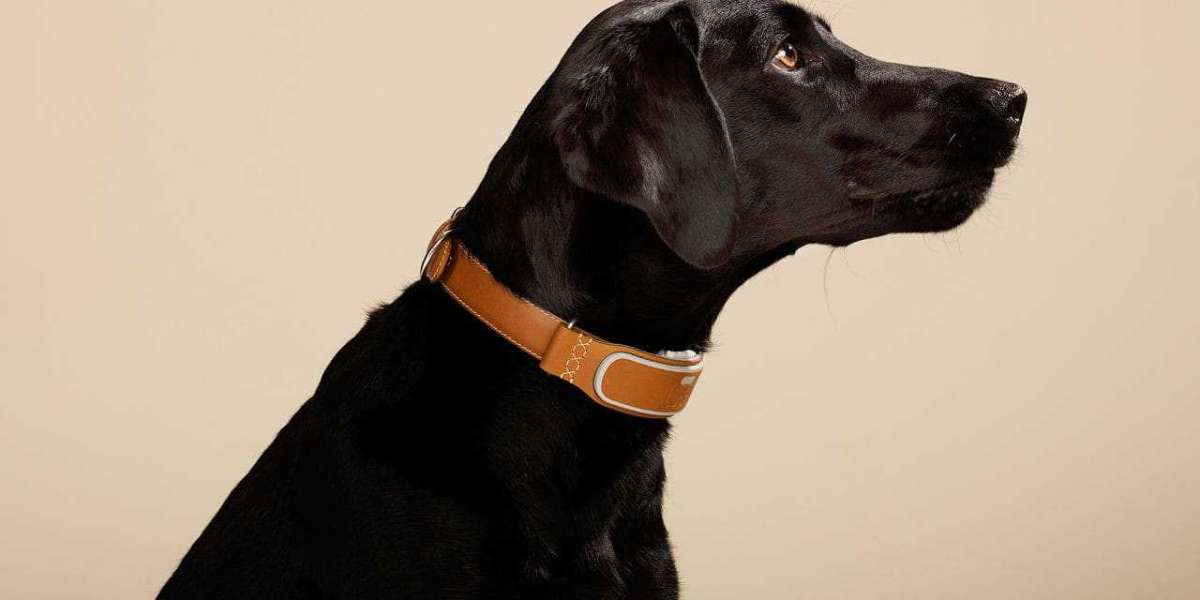 Picked best  Best Dog Collar Dog Collar Brands
