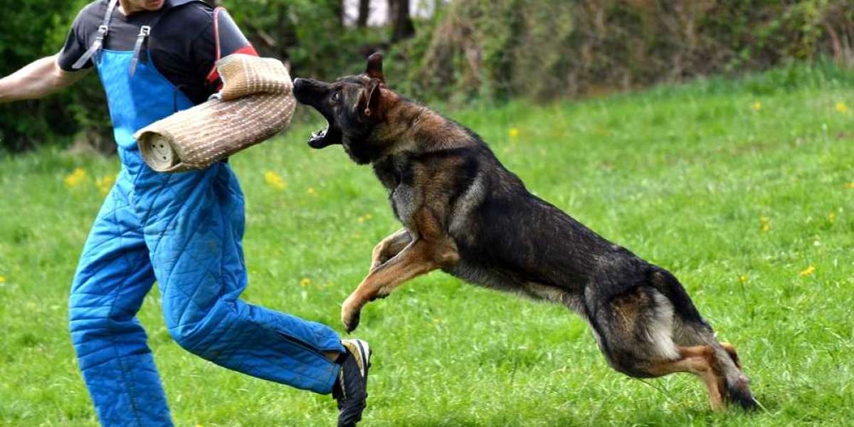 5 Trained Protection Dogs Training Mistakes You May Be Making