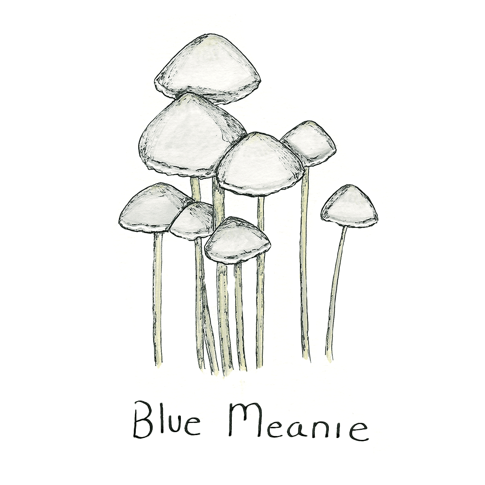 Blue Meanie Mushroom Spores Syringe | Fungushead