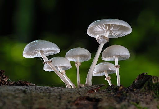 Gourmet Mushrooms | Pink Oyster Mushroom | Edible Mushrooms | Fungushead