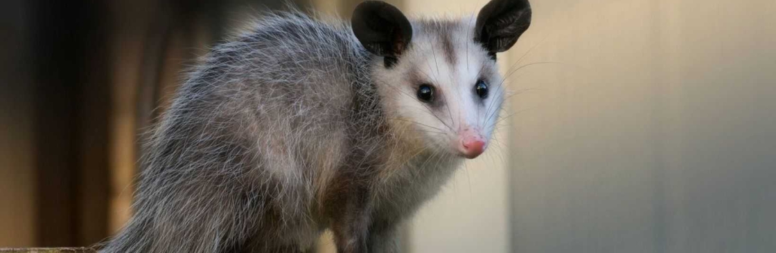 Humane Possum Removal Adelaide Cover Image