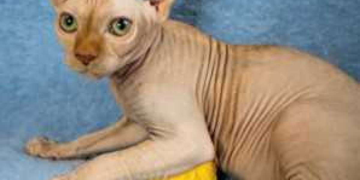 Taking Care Of A Sphynx Cat For Sale In Arizona