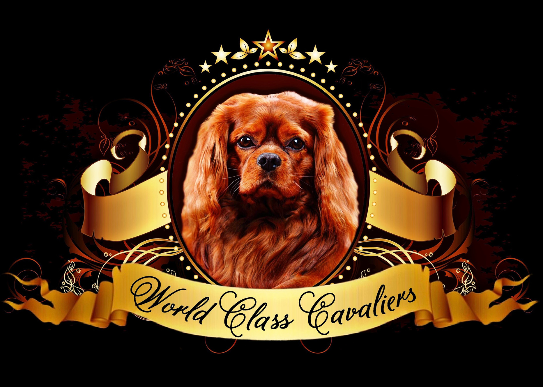 King Charles Cavalier Spaniel Puppies For Sale Florida, Miami, Orlando