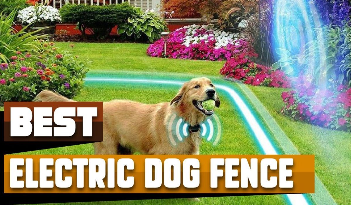 10 Best Electric Dog Fence - ELECTRIC INFOS