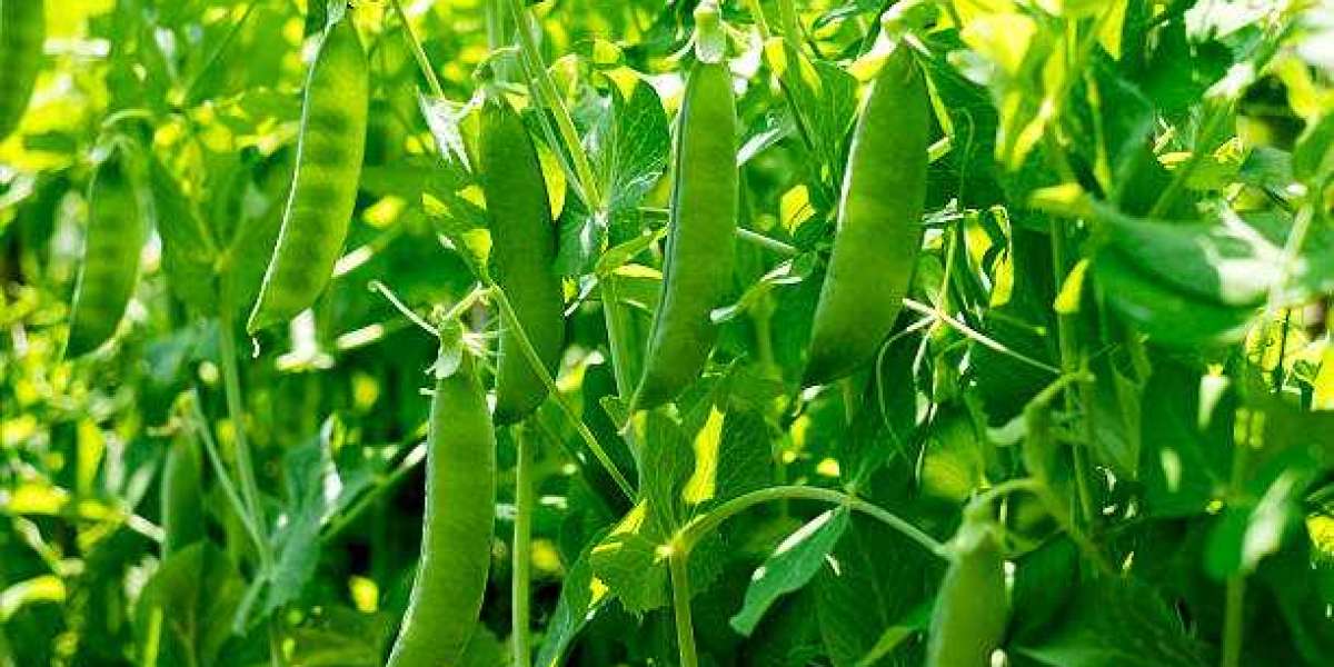 Field peas market size, Type, Application, Regions and Forecast to 2027