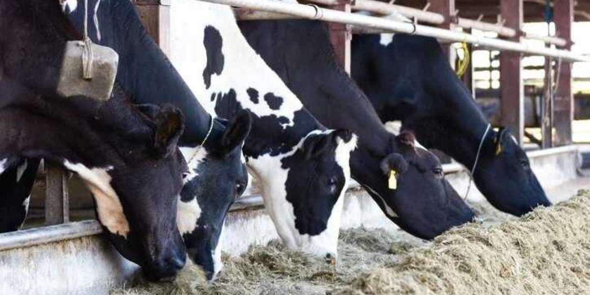 Advantages of Ultrasonic Technology in Beef Cattle Reproduction