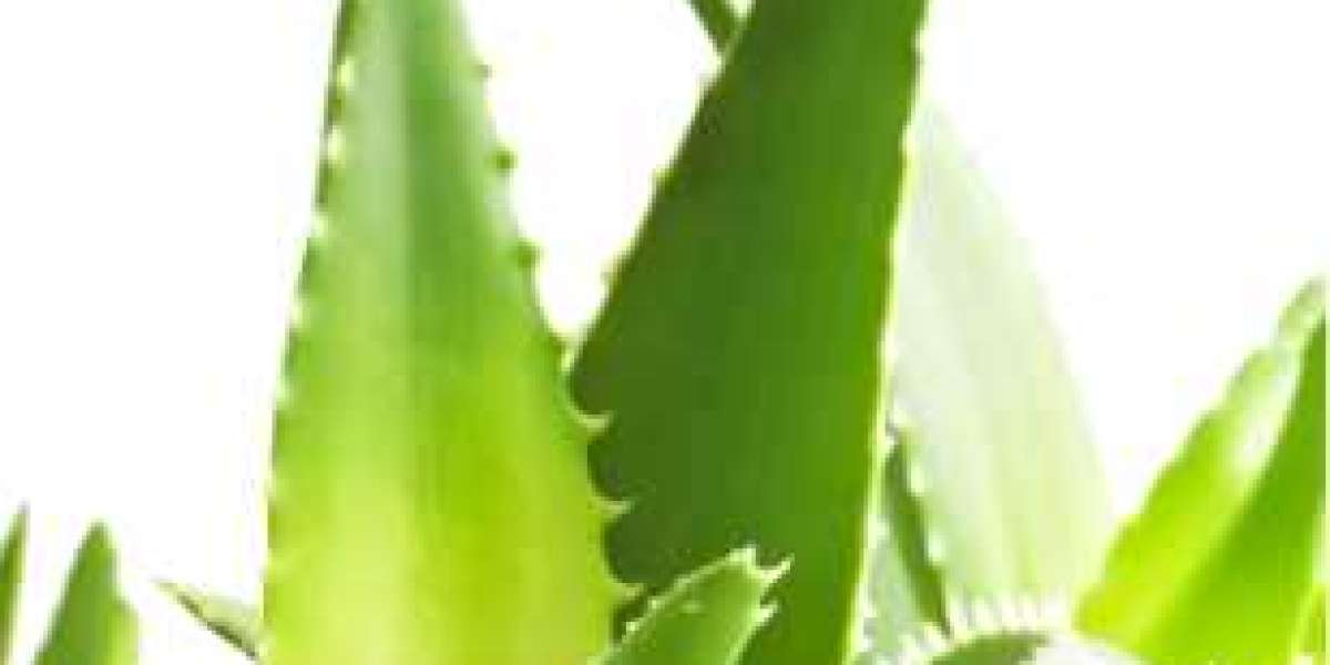 Buy Aloe Vera Extract, choose Nutra Herb