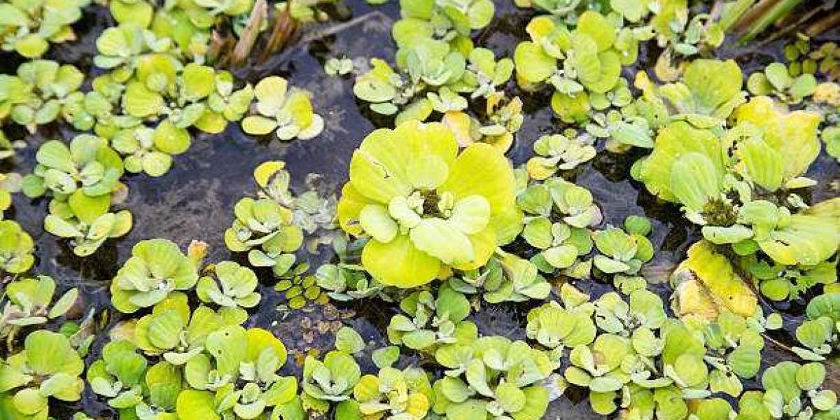 Aquatic herbicide market size, Overview Highlighting Major Drivers, Trends, Growth and Demand Report 20230