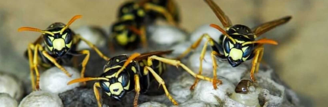 Wasp Removal Adelaide Cover Image