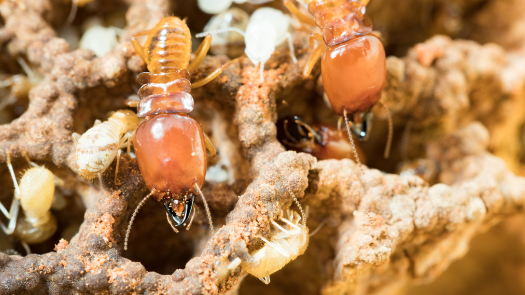 The Advantages & Disadvantages of Termite Extermination Methods