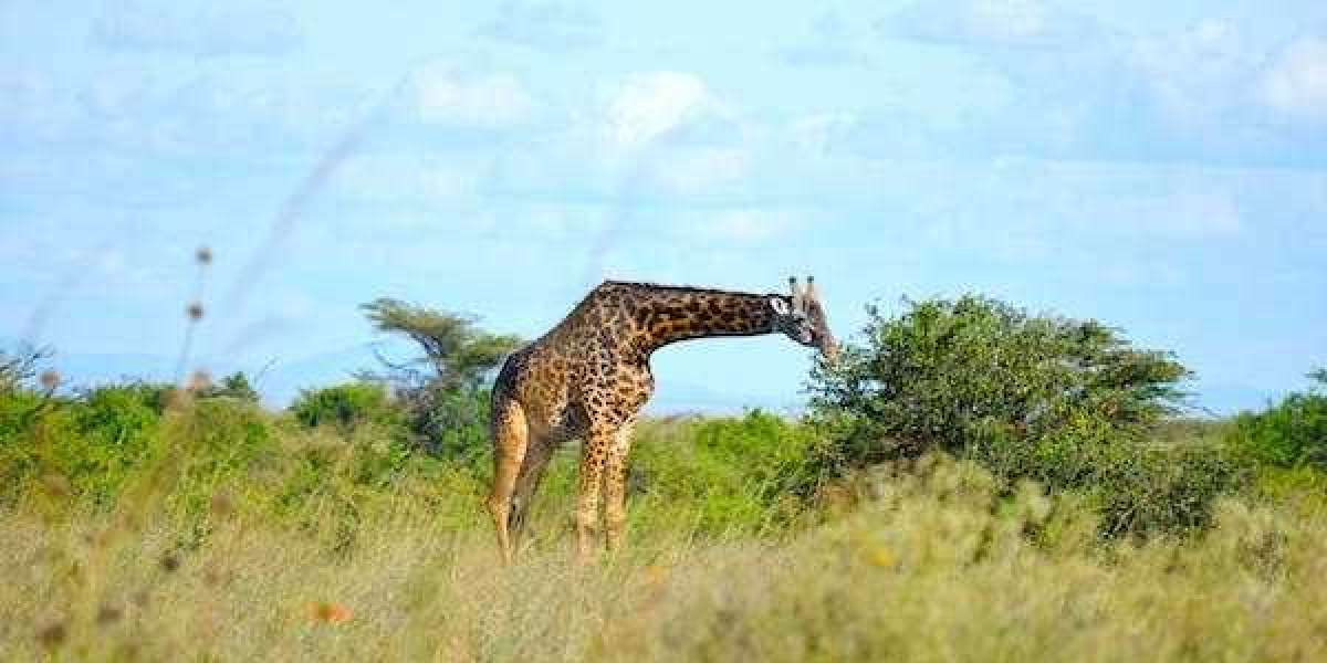 Kenya Photography Safari A Complete Guide for Photography Enthusiasts