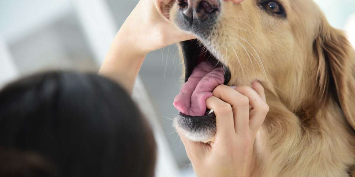 The Power of Dental Water for Preventing Gum Disease in Dogs