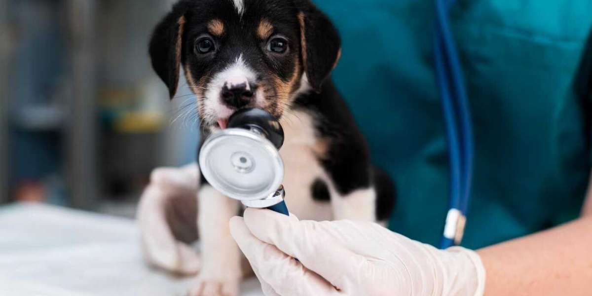 Best Animal Doctor in Singapore | Gaia Vets