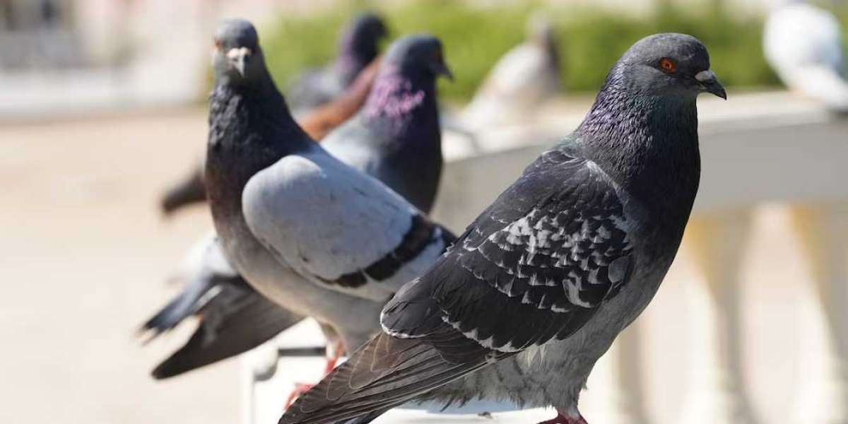 Birdzoff provides you with the best bird control services for industries