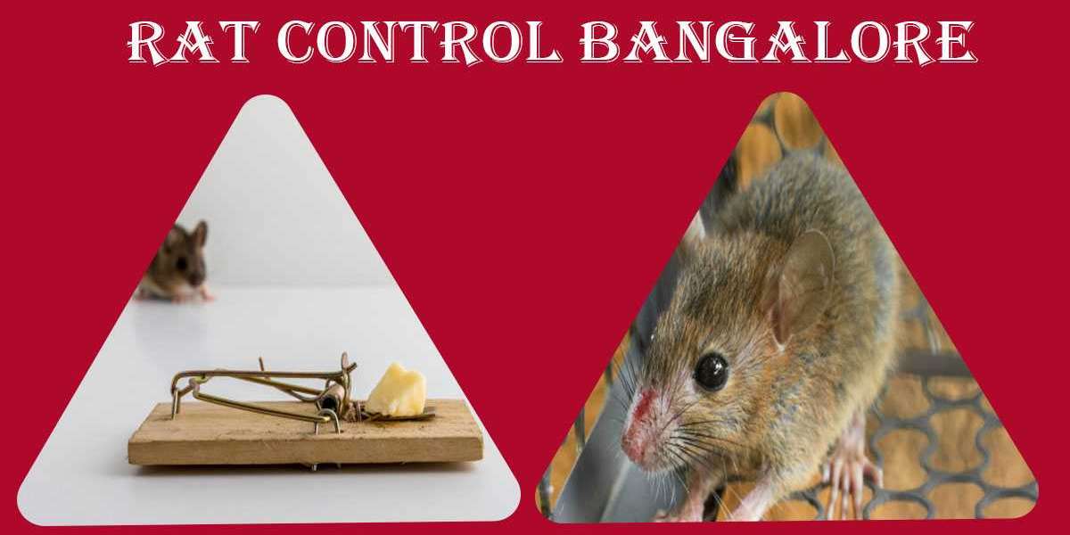 Rat Rodent Control Bangalore | Rodent Control Bangalore