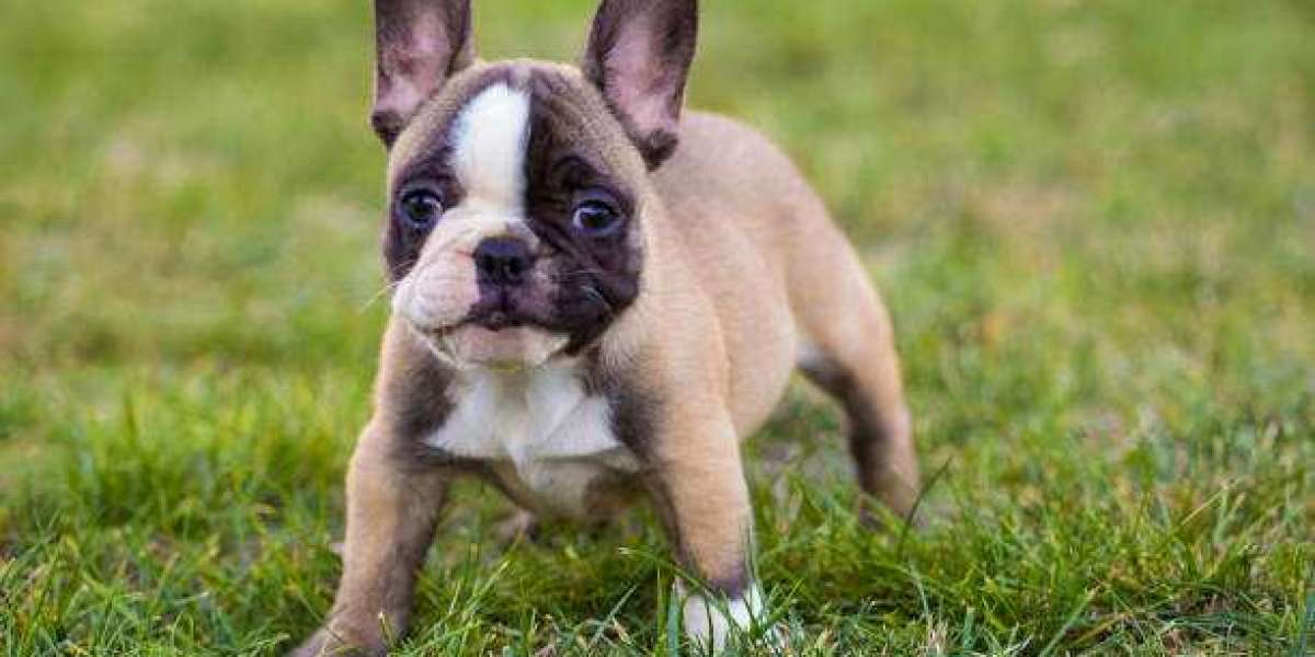 The French Bulldog Breed: A Guide for Buyers