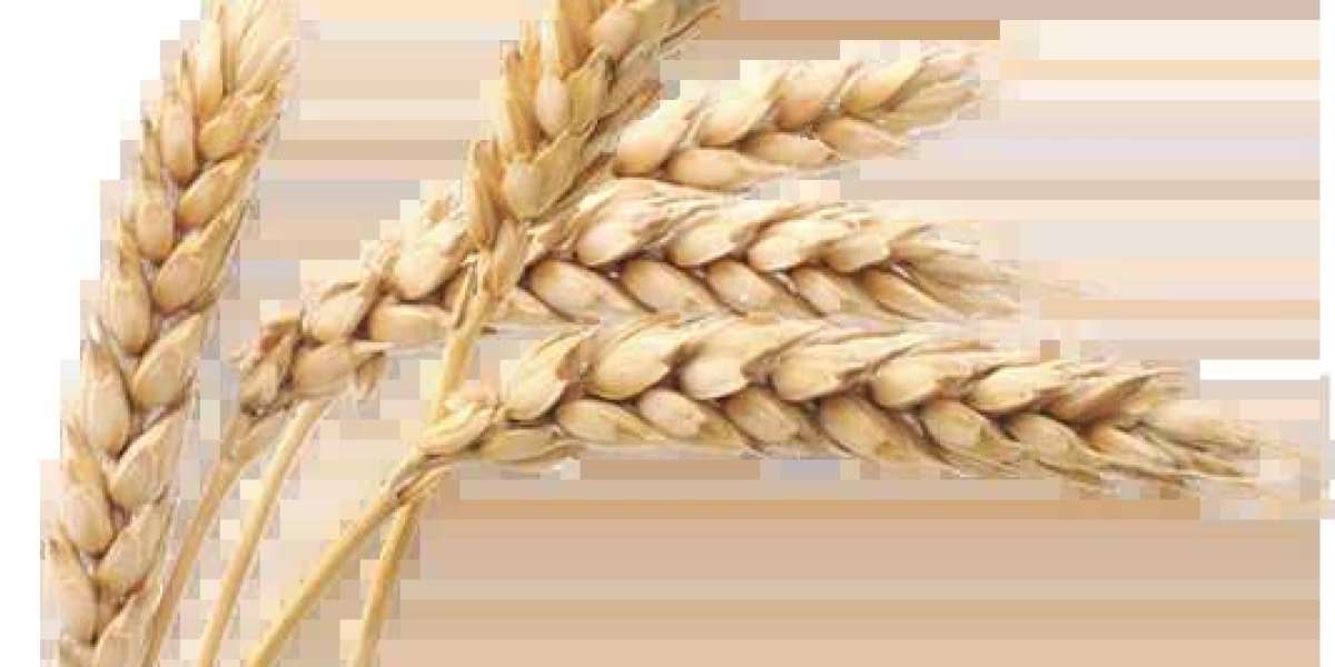 Fermented Wheat Germ Extract: A Potent Antioxidant for Skin Health and Beauty
