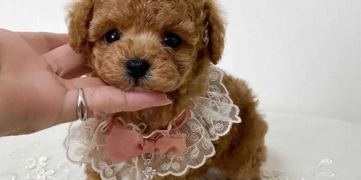 Finding Your Perfect Friend: Adopt Teacup Puppies In Missouri