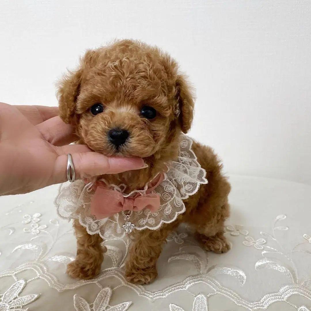 The Smallest Breed Of Quality Teacup Poodles Ohio