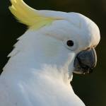 birdsdetails Profile Picture