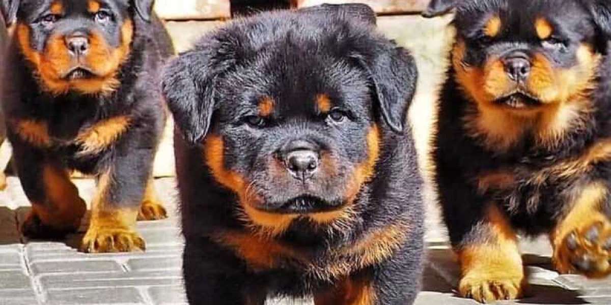 Looking For A Rottweiler Puppy For Sale