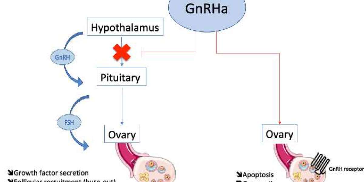 Gonadotropin: The Hormone Regulating Reproductive Function