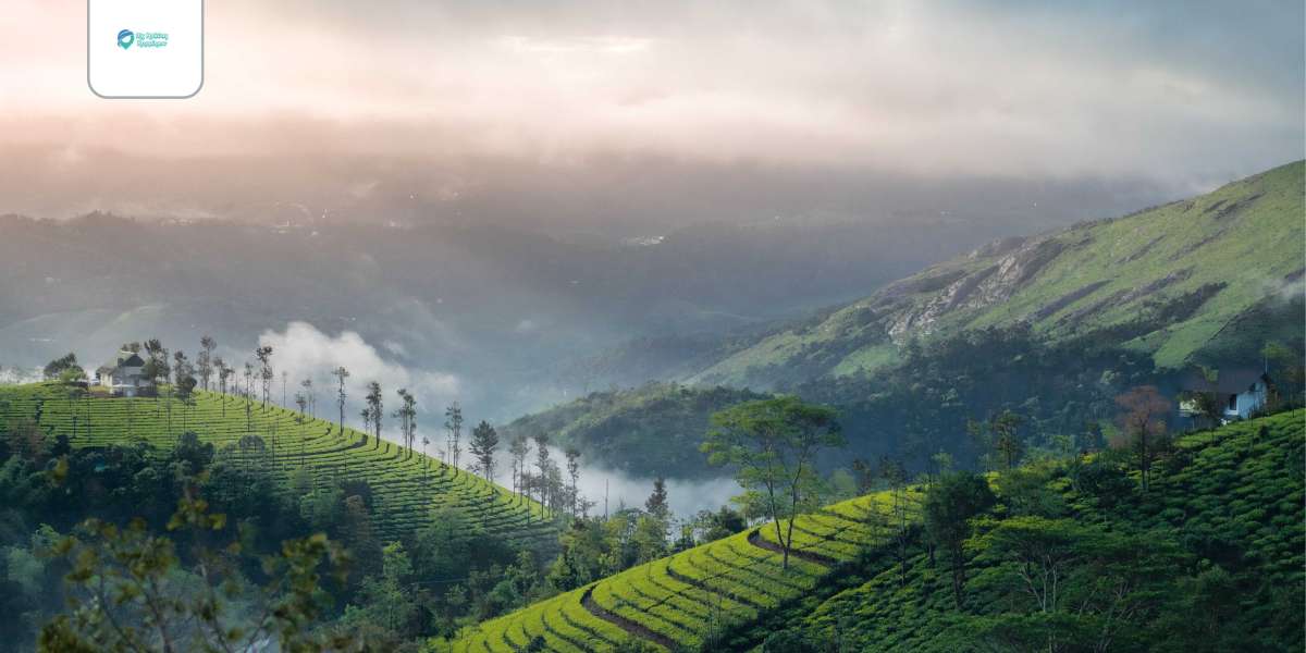 How to Explore the Best of Munnar with Amazing Packages
