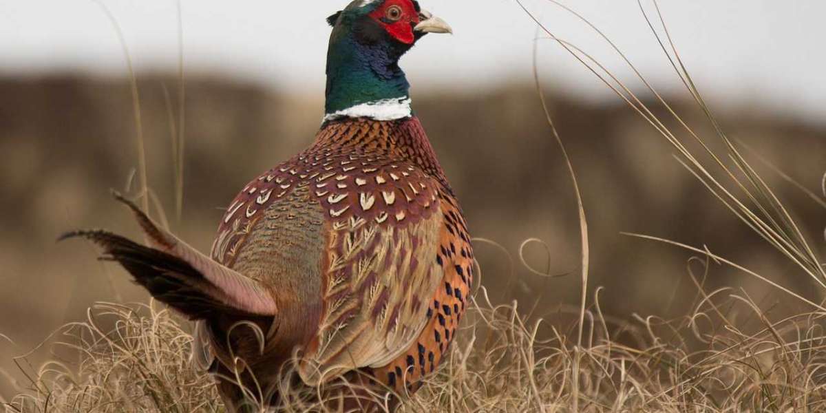Pheasants Forever Banquet: Preserving a Hunting Tradition
