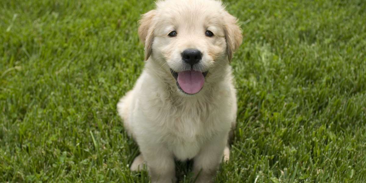 White Golden Retriever Puppies for Sale: A Guide to Finding Your Perfect Companion