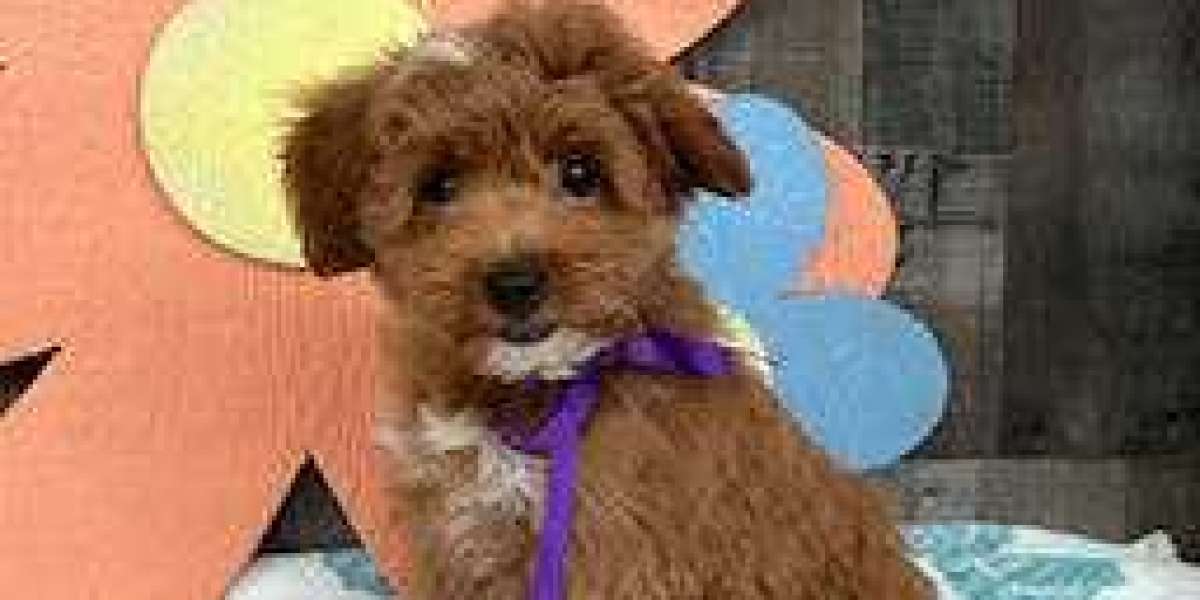 Puppy Financing: Making Furry Love Affordable for All