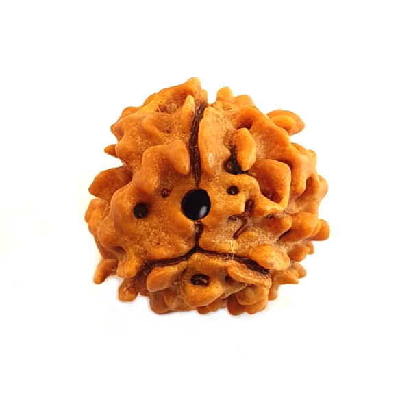 What are the Essential Benefits and Uses of 3 Mukhi Rudraksha?