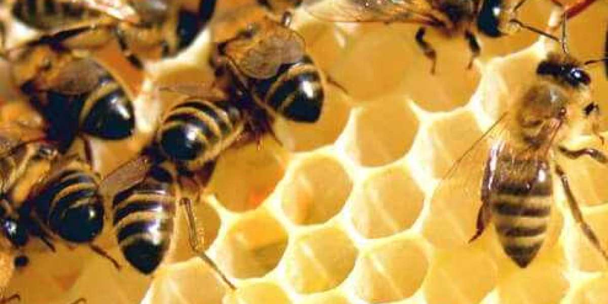 How Local Honey Companies Contribute to Hawaii's Green Initiatives