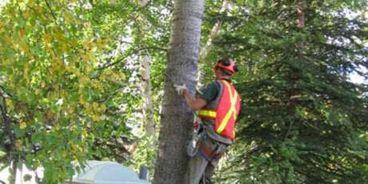 Why to avail tree shaping and tree removal service?