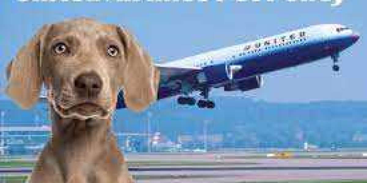 United Airlines pet policy | 4 Effective Ways