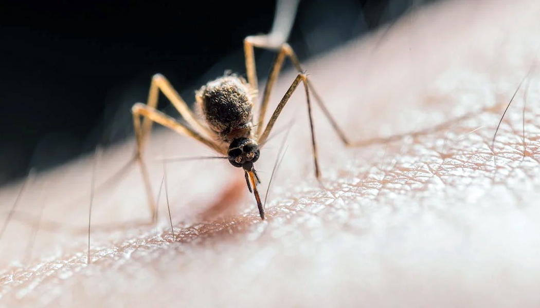Niagara Region Public Health found West Nile Virus Found in Mosquitoes - theushealthcare