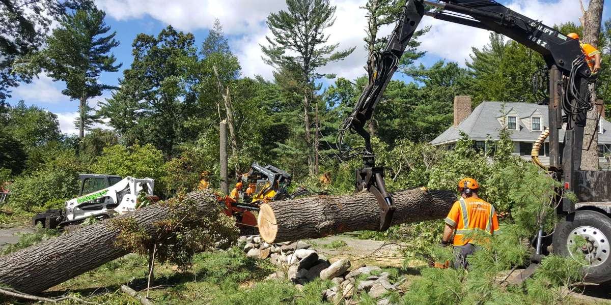 Why You Should Hire a Certified Arborist for Stump Removal?