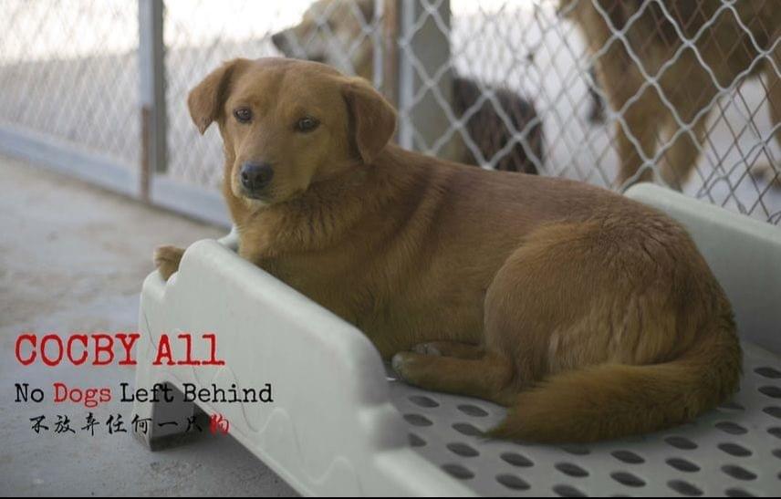 No Dogs Left Behind: Where Compassion Meets Canine Welf...
