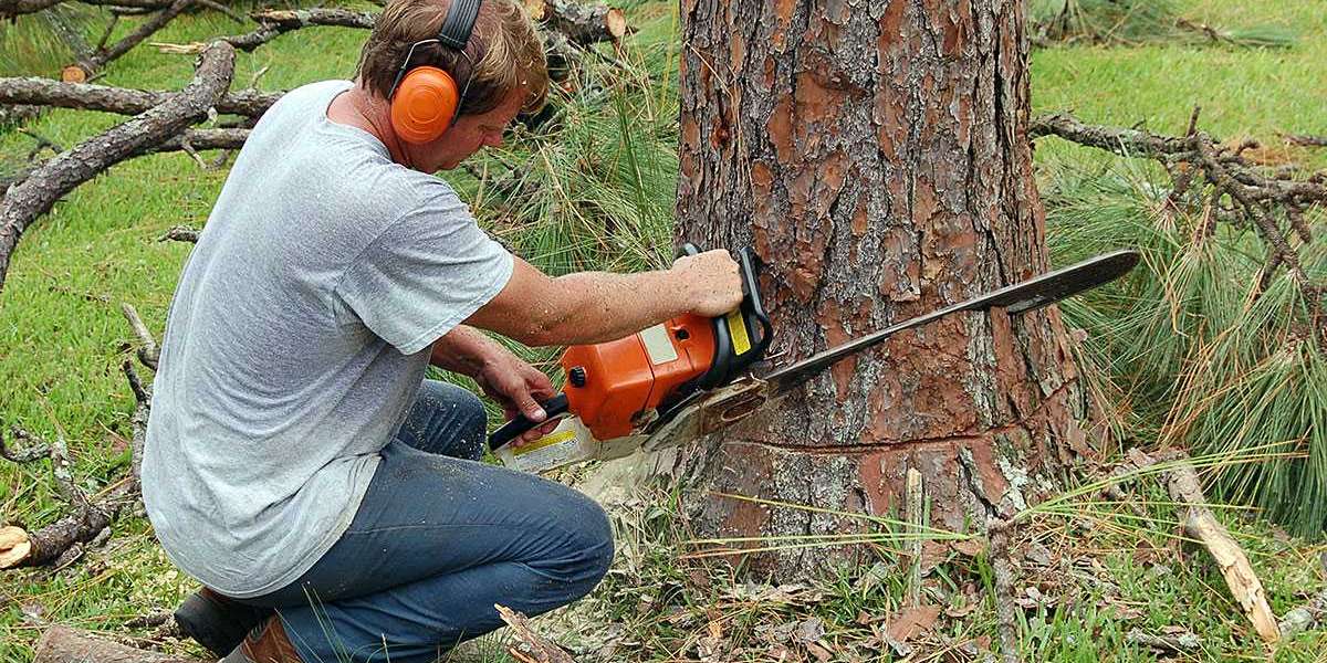 Common Mistakes to Avoid During the Tree Removal Process