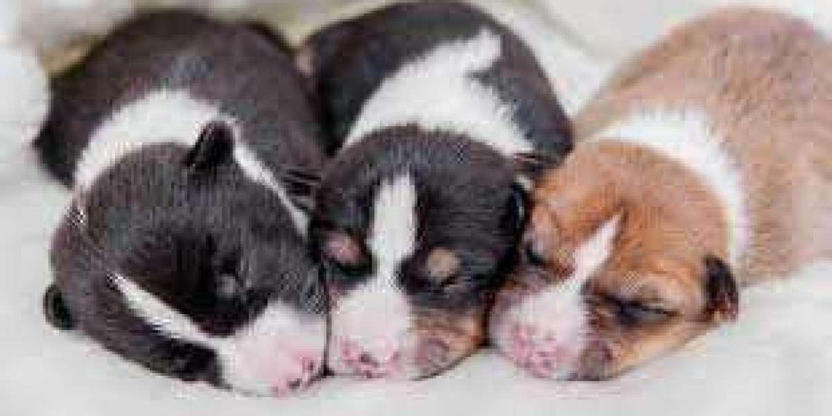 When Do Puppies Open Their Eyes: A Proper Guide for Dog Owners