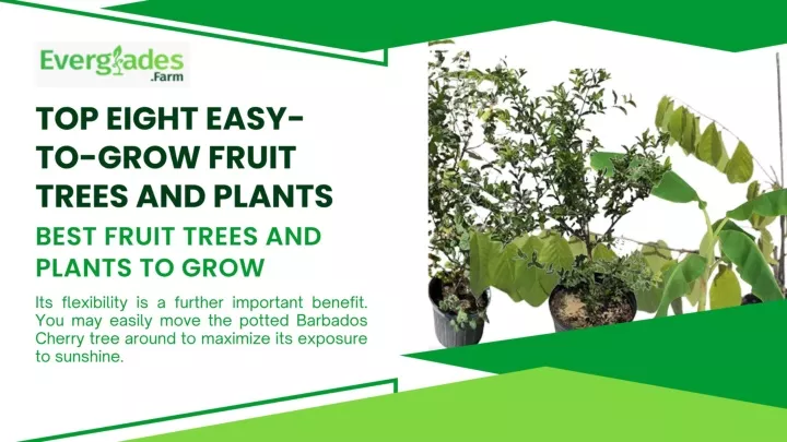 PPT - Top eight easy-to-grow fruit trees and plants PowerPoint Presentation - ID:12576918